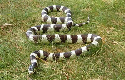 What is the difference between a kingsnake vs. a rattlesnake?
